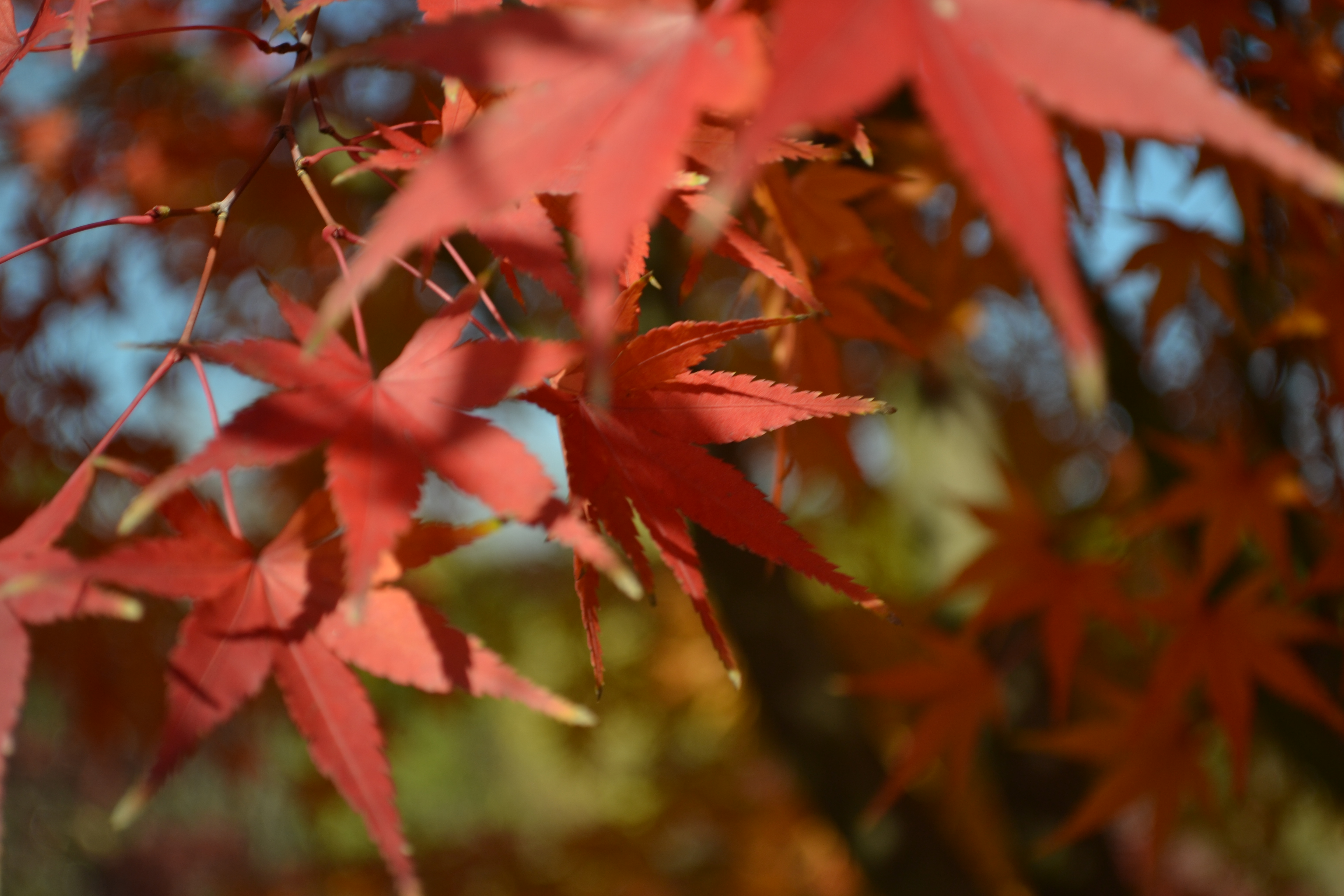 拍摄于南通军山绿野